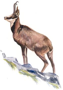 Chasse Isère Pays 12 - Balmes et marais du Dauphiné -: CHASSEUR DU ...